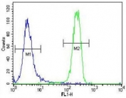 FGFR2 antibody flow cytometric analysis of NCI-H460 cells (right histogram) compared to a negative control (left histogram). FITC-conjugated goat-anti-rabbit secondary Ab was used for the analysis.