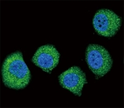 Confocal immunofluorescent analysis of FGFR2 antibody with U251 cells followed by Alexa Fluor 488-conjugated goat anti-rabbit lgG (green). DAPI was used as a nuclear counterstain (blue).
