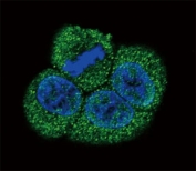 Confocal immunofluorescent analysis of VEGFR2 antibody with HeLa cells followed by Alexa Fluor 488-conjugated goat anti-rabbit lgG (green). DAPI was used as a nuclear counterstain (blue).