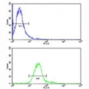 Flow cytometric analysis of NCI-H460 cells using ROR1 antibody (bottom histogram) compared to a negative control (top histogram). FITC-conjugated goat-anti-rabbit secondary Ab was used for the analysis.