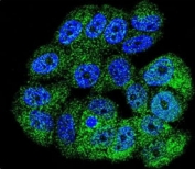 Confocal immunofluorescent analysis of c-Abl antibody with MCF-7 cells followed by Alexa Fluor 488-conjugated goat anti-rabbit lgG (green). DAPI was used as a nuclear counterstain (blue).