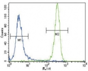 NRAS antibody flow cytometric analysis of NCI-H460 cells (green) compared to a <a href=../search_result.php?search_txt=n1001>negative control</a> (blue). FITC-conjugated goat-anti-rabbit secondary Ab was used for the analysis.