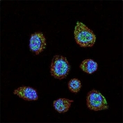 Confocal immunofluorescent analysis of HIF-1 alpha antibody with MDA-MB231 cells followed by Alexa Fluor 488-conjugated goat anti-rabbit lgG (green). Actin filaments have been labeled with Alexa Fluor 555 Phalloidin (red). DAPI was used as a nuclear counterstain (blue).