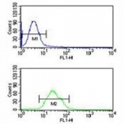 BRAF antibody flow cytometric analysis of CEM cells (bottom histogram) compared to a negative control (top histogram). FITC-conjugated goat-anti-rabbit secondary Ab was used for the analysis.