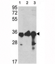 Western blot analysis of anti-GAPDH antibody and 1) A2058, 2) A375, and 3) CEM lysate. Predicted molecular weight ~36kDa.