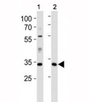 Caspase-9 antibody western blot analysis in 1) human HeLa and 2) mouse L929 lysate