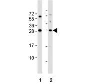 Western blot testing of human 1) cerebellum and 2) U-87 MG lysate with BDNF antibody. Predicted molecular weight ~28 kDa.