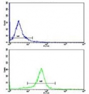 Flow cytometric analysis of HeLa cells using IkB alpha antibody (bottom histogram) compared to a negative control (top histogram). FITC-conjugated goat-anti-rabbit secondary Ab was used for the analysis.