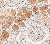 IHC testing of FFPE human kidney tissue with DUSP6 antibody. HIER: steam section in pH9 EDTA for 20 min and allow to cool prior to staining.