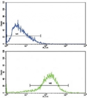 Flow cytometric analysis of HepG2 cells using IFNB1 antibody (blue) compared to a negative control (green). FITC-conjugated goat-anti-rabbit secondary Ab was used for the analysis.