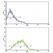 IL-8 antibody flow cytometric analysis of CEM cells (green) compared to a negative control (blue). FITC-conjugated goat-anti-rabbit secondary Ab was used for the analysis.
