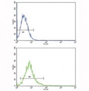 ATF6 antibody flow cytometric analysis of K562 cells (bottom histogram) compared to a negative control (top histogram). FITC-conjugated goat-anti-rabbit secondary Ab was used for the analysis.