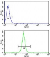 TGN46 antibody flow cytometry analysis of MDA-MB231 cells (green) compared to a <a href=../search_result.php?search_txt=n1001>negative control</a> (blue). FITC-conjugated goat-anti-rabbit secondary Ab was used for the analysis.