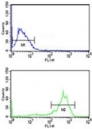 Anti-beta Tubulin antibody flow cytometry analysis of MCF-7 cells (bottom histogram) compared to a negative control cell (top histogram). FITC-conjugated goat-anti-rabbit secondary Ab was used for the analysis.