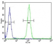 ACCN1 antibody flow cytometric analysis (intracellular) of human WiDr cells (right histogram) compared to a negative control (left histogram). FITC-conjugated goat-anti-rabbit secondary Ab was used for the analysis.