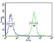 ACSM1 antibody intracellular flow cytometric analysis of human K562 cells (right histogram) compared to a negative control (left histogram). FITC-conjugated goat-anti-rabbit secondary Ab was used for the analysis.