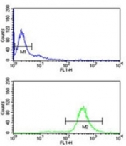 EIF2A antibody flow cytometry analysis of Ramos cells (bottom histogram) compared to a <a href=../search_result.php?search_txt=n1001>negative control</a> (top histogram). FITC-conjugated goat-anti-rabbit secondary Ab was used for the analysis.
