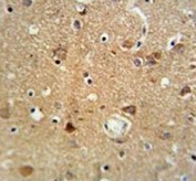 Neurophysin 1 antibody IHC analysis in formalin fixed and paraffin embedded brain tissue.