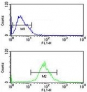 AIM2 antibody flow cytometric analysis of MCF-7 cells (green) compared to a <a href=../search_result.php?search_txt=n1001>negative control</a> (blue). FITC-conjugated goat-anti-rabbit secondary Ab was used for the analysis.