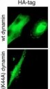 GTPase activity of Dynamin-2 is required for endocytosis of cell-surface tTG. MRC-5 fibroblasts were transiently transfected with either wild-type (wt) or a GTPase-deficient Dynamin-2 mutant with a hemagglutinin (HA) tag.(Provided by Evgeny A. Zemskov, Irina Mikhailenko)