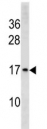 Histone H3 antibody western blot analysis in HeLa lysate.