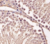 IHC analysis of FFPE mouse testis section using Cyclin B1 antibody; Ab was diluted at 1:25.