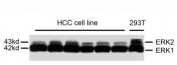 Western blot analysis of extracts from HCC cell line and 293T cells using ERK1/2 antibody.