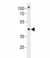 Pou3f3a antibody western blot analysis in zebrafish brain tissue lysate