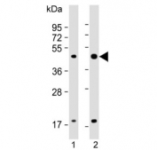 Western blot testing of 1) whole zebrafish and 2) zebrafish muscle lysate with zebrafish Atf4 antibody. Expected molecular weight: 38-50 kDa.