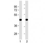 Western blot testing of 1) zebrafish lysate and 2) ZF4 cell lysate with zebrafish beta actin antibody.