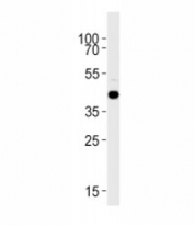 S1pr1 antibody western blot analysis in zebrafish brain tissue lysate