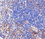 Immunohistochemical analysis of paraffin-embedded mouse spleen section using Lyn antibody