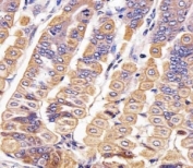 IHC analysis of FFPE mouse stomach section using Ror2 antibody; Ab was diluted at 1:25.