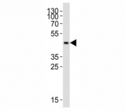Western blot analysis of lysate from THP-1 cell line using CCR2 antibody at 1:1000.