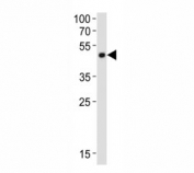 Western blot analysis of lysate from mouse cerebellum tissue lysate using Pax6 antibody diluted at 1:1000. Predicted molecular weight ~48kDa.