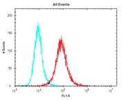 Flow cytometry testing of fixed and permeabilized mouse NIH/3T3 cells with Klf4 antibody; Blue=isotype control, Red= Klf4 antibody.