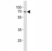 Western blot analysis of lysate from mouse heart tissue lysate using Klf4 antibody at 1:1000.