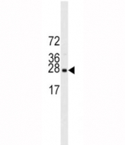 EIF4E antibody western blot analysis in mouse NIH3T3 lysate. Predicted molecular weight ~27 kDa.