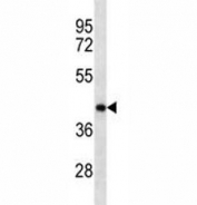 Anti-Oct4 antibody western blot analysis in mouse brain tissue lysate