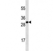 Anti-HMGB1 antibody western blot analysis in mouse brain tissue lysate. Predicted molecular weight ~25 kDa.