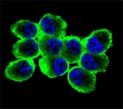 Confocal immunofluorescent analysis of anti-MBP antibody with NCI-H460 cells followed by Alexa Fluor 488-conjugated goat anti-rabbit lgG (green). DAPI was used as a nuclear counterstain (blue).