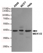 Western blot detection of MEK1/2 in human A549, MCF7 and HeLa cell lysates using MEK1/2 antibody at 1:500. Predicted molecular weight: 43/44 kDa.