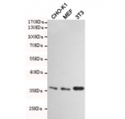 Western blot testing of hamster CHO-K1, mouse MEF and mouse NIH3T3 cell lysates using HtrA2 antibody at 1:1000. Predicted molecular weight: 38-49 kDa.