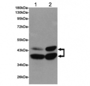 Western blot testing of 1) rat cerebral cortex and 2) rat brain lysates using SIRT2 antibody at 1:1000. Predicted molecular weight: multiple isoforms between 36-43 kDa.