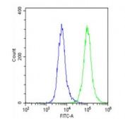 Flow cytometry testing of fixed and permeabilized human U-87 MG cells with APLP1 antibody; Blue=isotype control, Green= APLP1 antibody.