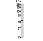 Western blot testing of mouse brain lysate with ACVR1 antibody at 1:1000. Predicted molecular weight ~57 kDa.