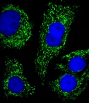 Immunofluorescent staining of fixed and permeabilized human SK-BR-3 cells with ATP5B antibody (green) and DAPI nuclear stain (blue).