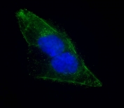 Immunofluorescent staining of fixed and permeabilized human U-2 OS cells with EPS8 antibody (green) and DAPI nuclear stain (blue).