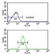 Flow cytometry testing of fixed and permeabilized human 293 cells with GCLM antibody; Blue=isotype control, Green= GCLM antibody.