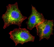 Immunofluorescent staining of fixed and permeabilized human HepG2 cells with Fetuin-A antibody (green), DAPI nuclear stain (blue) and anti-Actin (red).